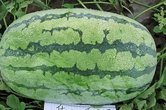 西瓜只為夏天而生嗎？