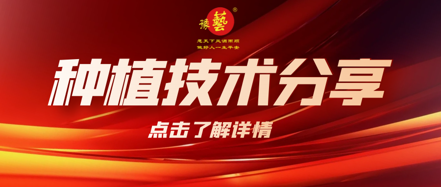 要想種出精品率高的胡蘿卜，這7點(diǎn)要注意！