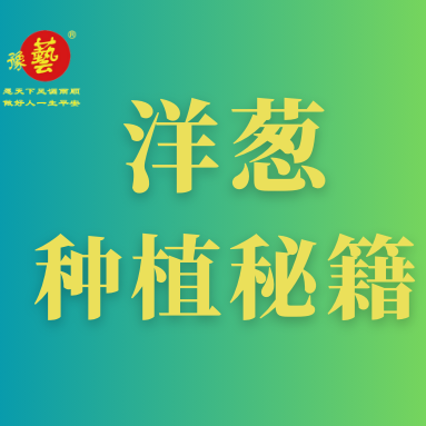 洋蔥種植秘籍：掌握這八點(diǎn)，種出優(yōu)質(zhì)洋蔥！